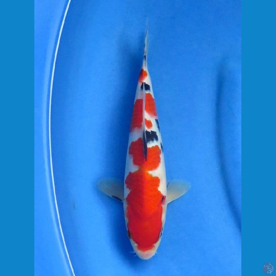 25cm+- , Sanke F1
