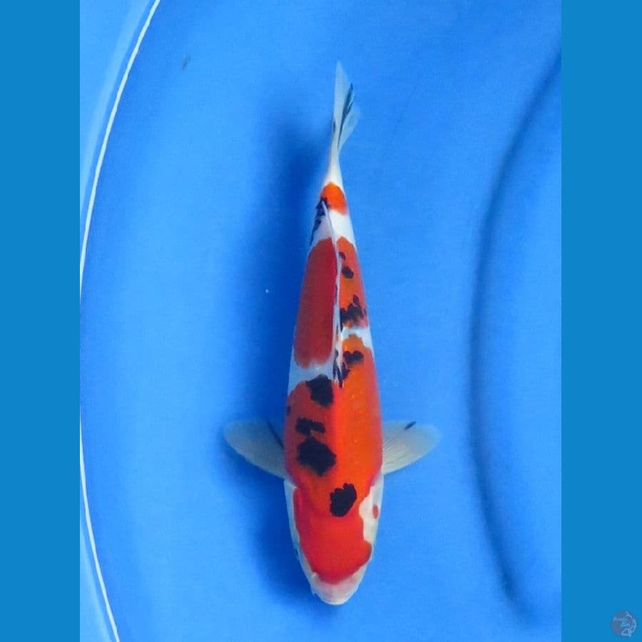 25cm+- , Sanke F1