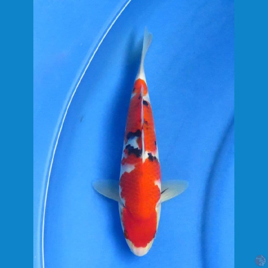 25cm+- , Sanke F1 