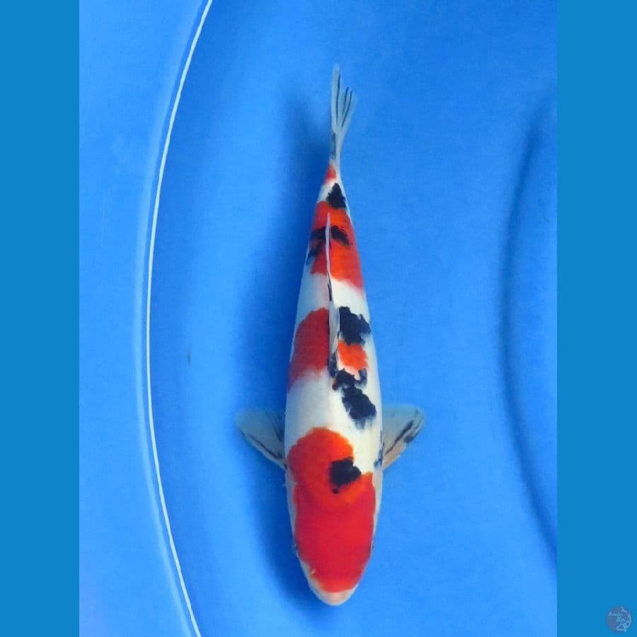 25cm+- , Sanke F1 