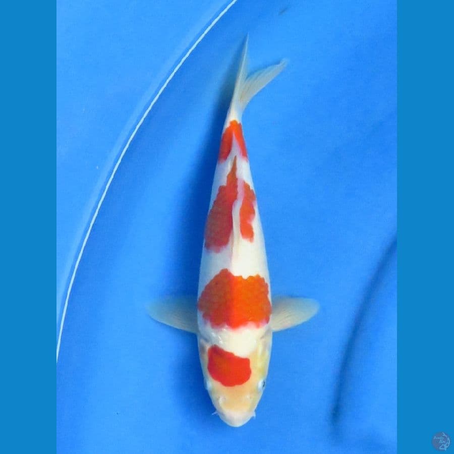 25cm+- , Kohaku F1