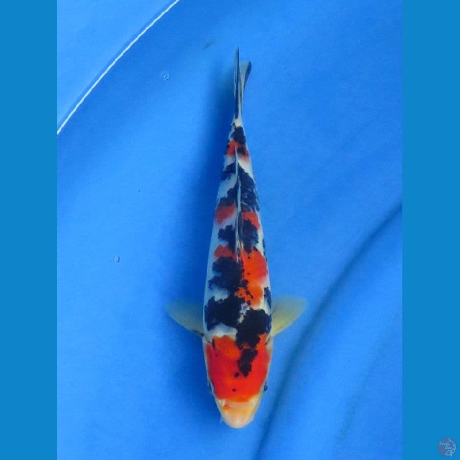25cm+- , Sanke F1