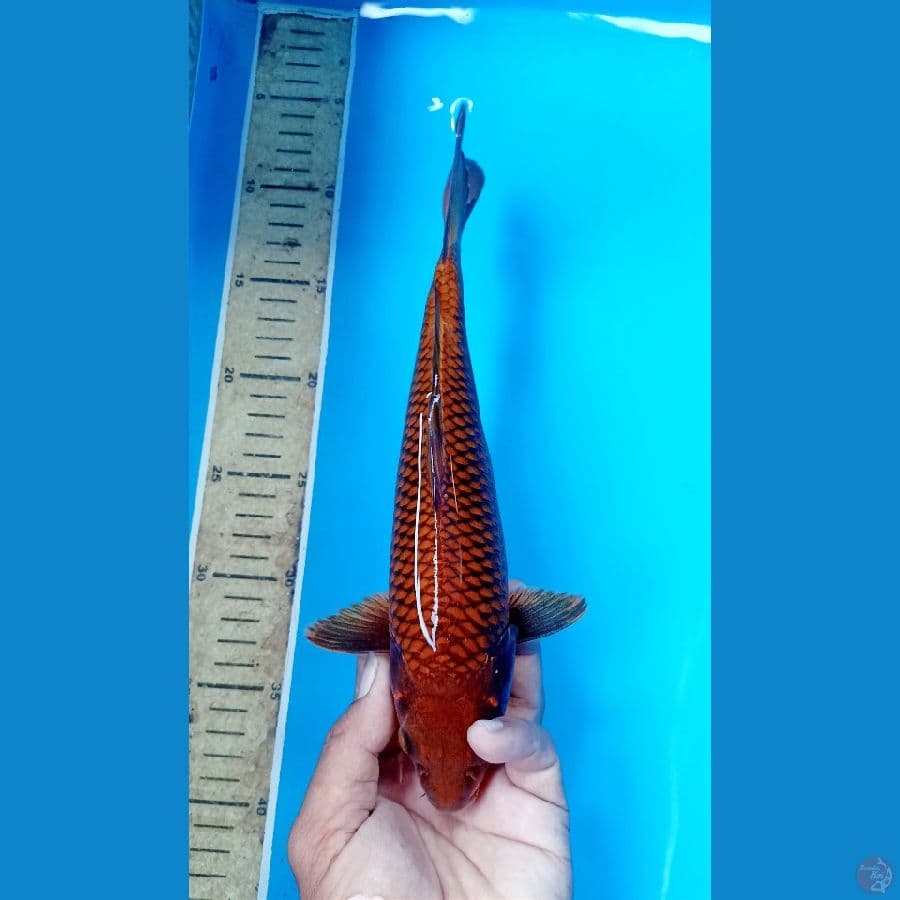 Chahoi m 28cm