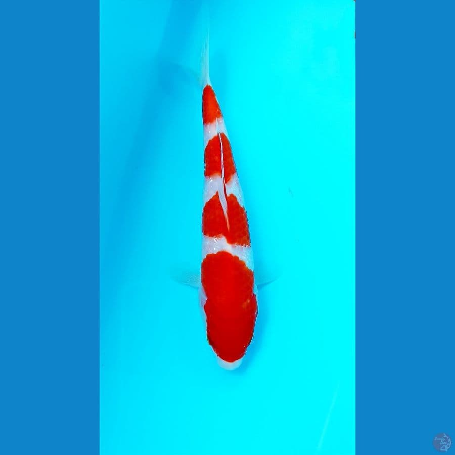 Kohaku 19cm