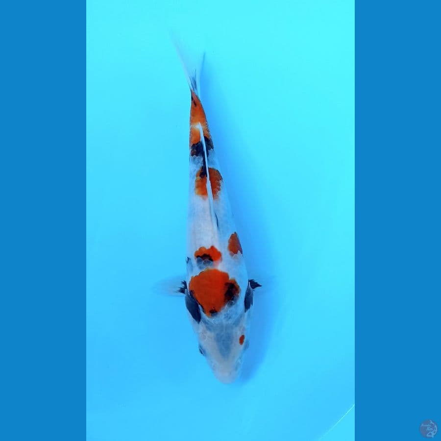 kindai showa 23cm