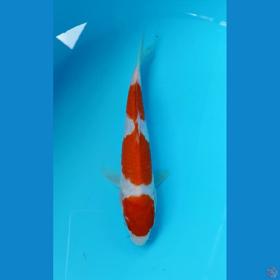 kohaku 20cm