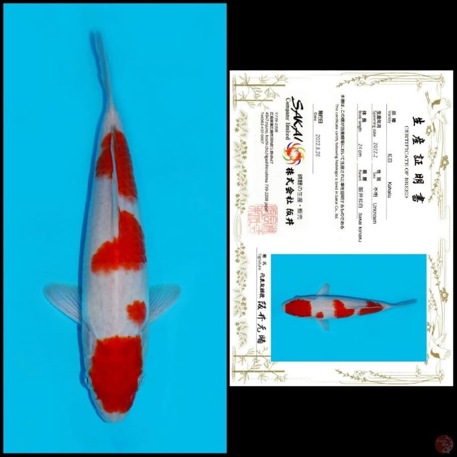 3. KOHAKU SAKAI, 24CM , MALE