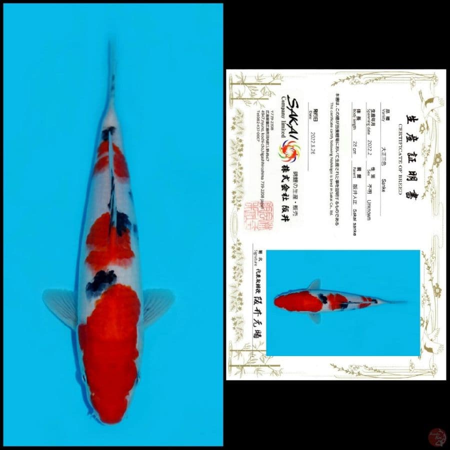 4. SANKE SAKAI, 28CM, FEMALE