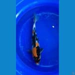 ki showa bulki 39 cm