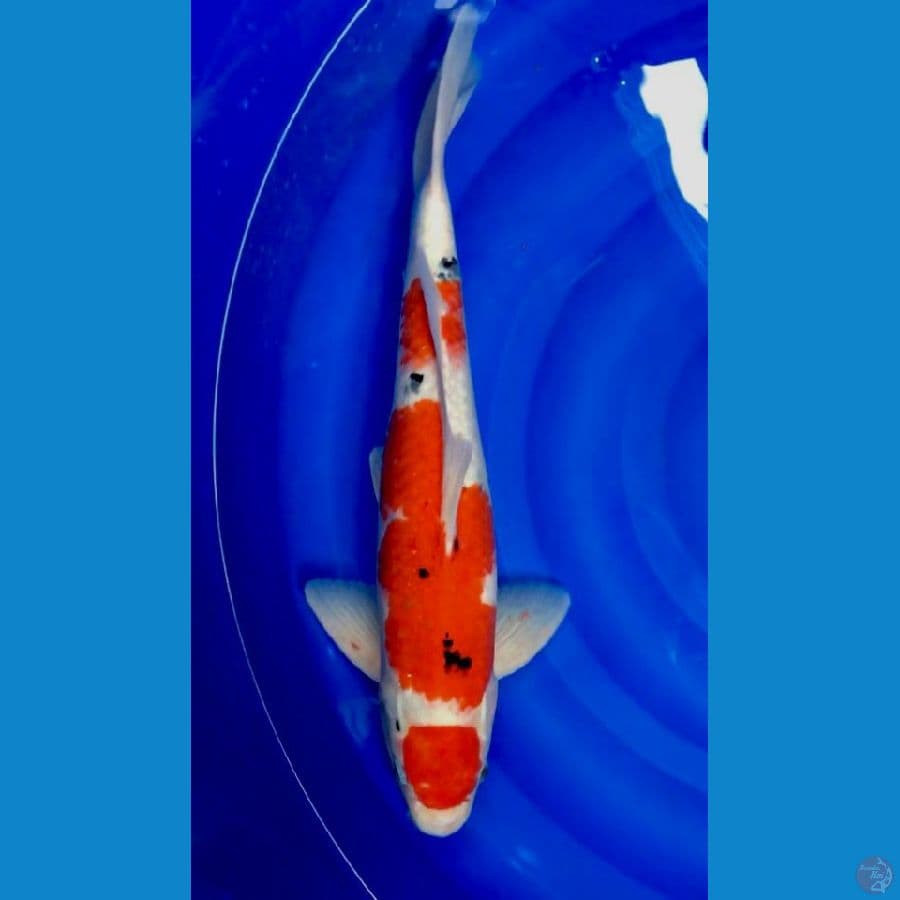 F1 Sanke male 45 cm
