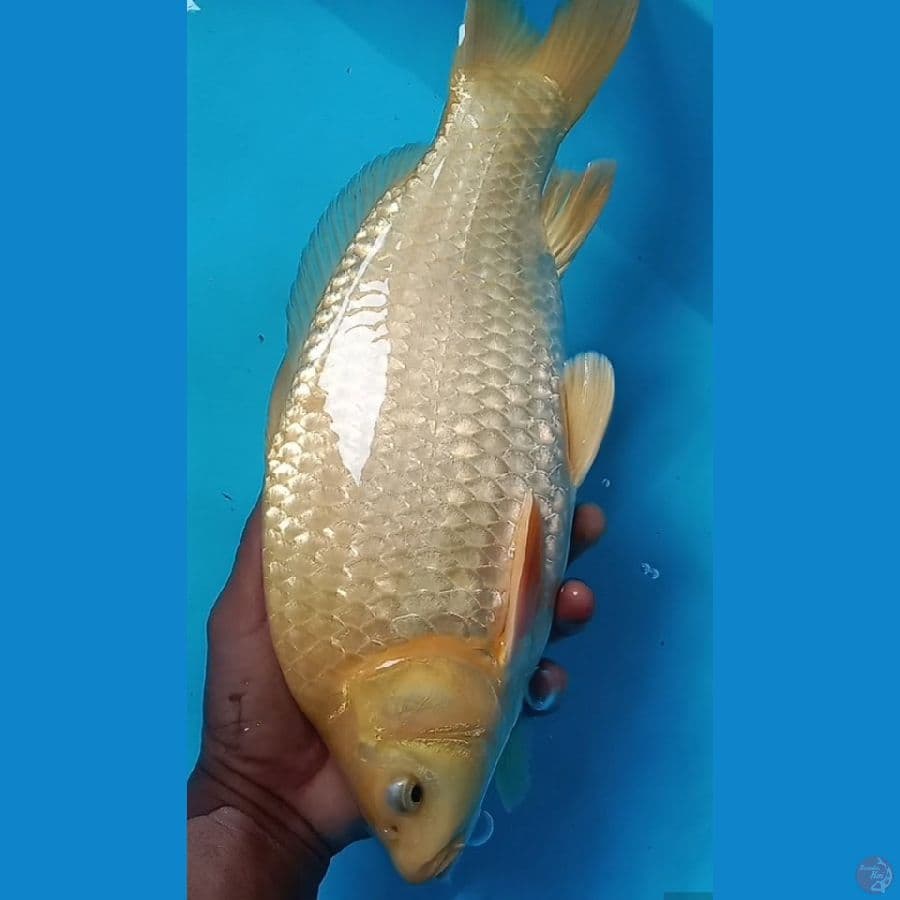 karashi Punuk