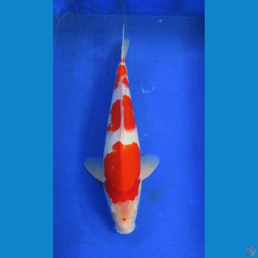 kohaku ±38cm jantan