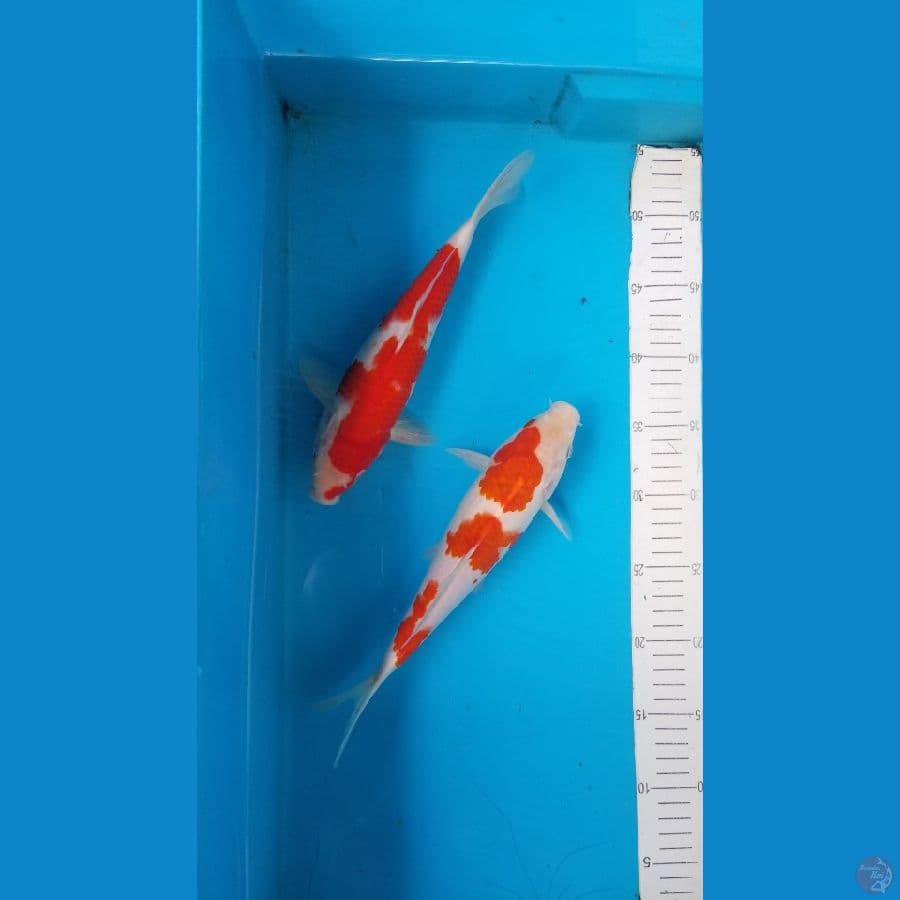 kohaku orijinal jantan