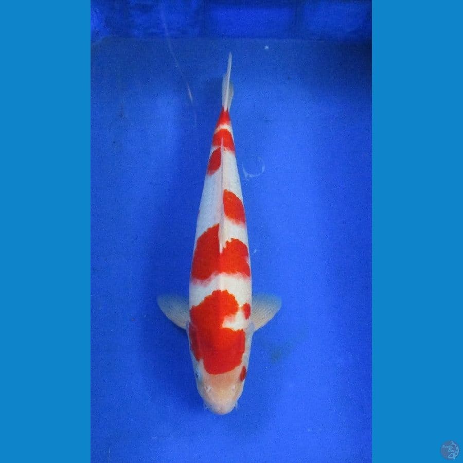kohaku ±38cm jantan