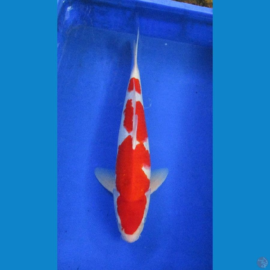 kohaku ±40cm jantan