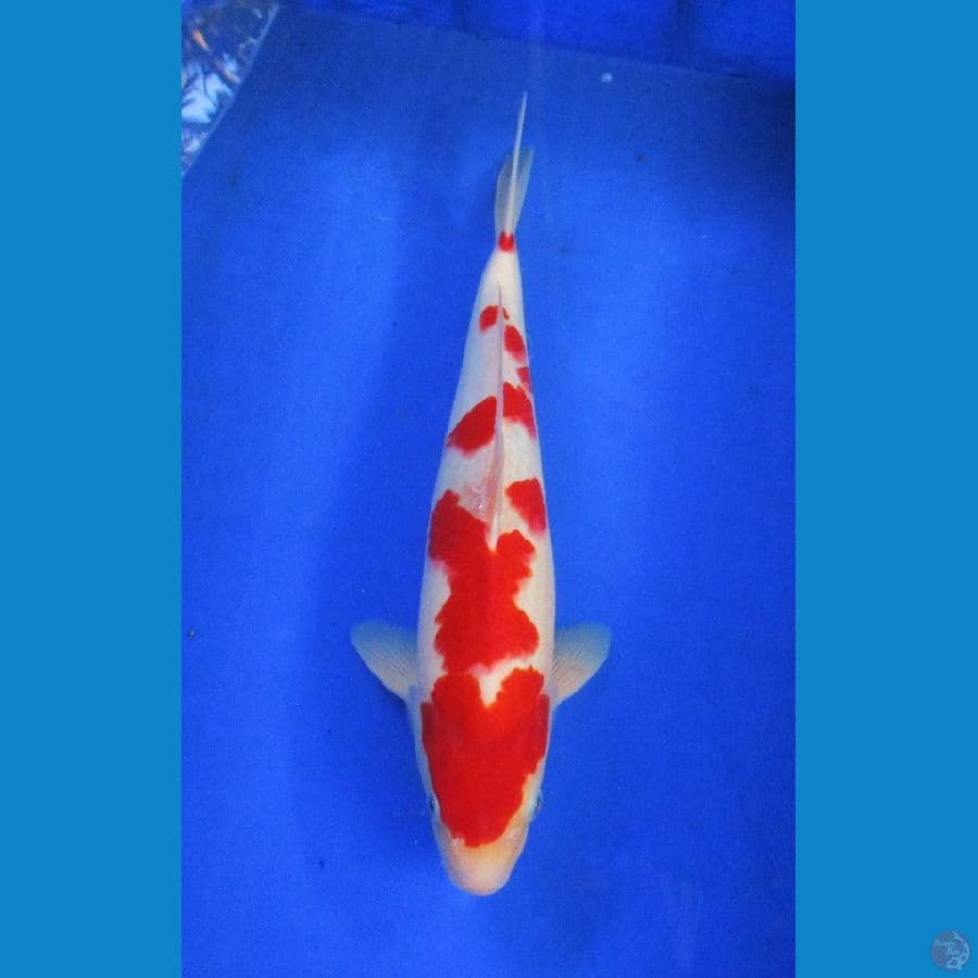 kohaku sakura ±35cm jantan