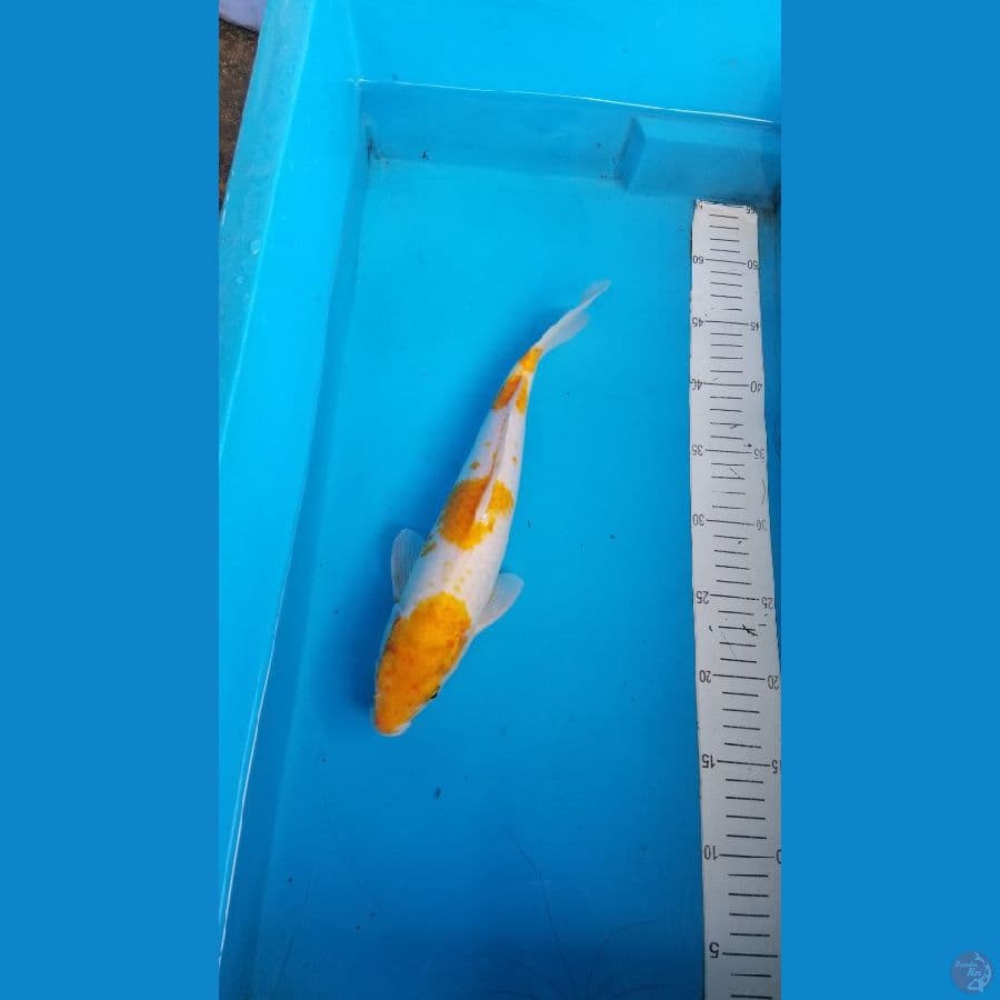 hariwake jantan
