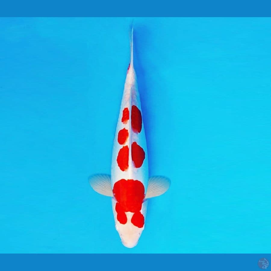 KIRIN 5 - KOHAKU DOITSU 34 cm/male ®