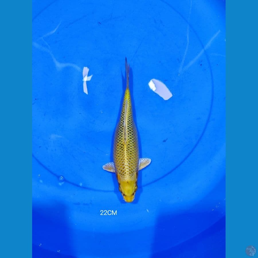 ogon 22CM