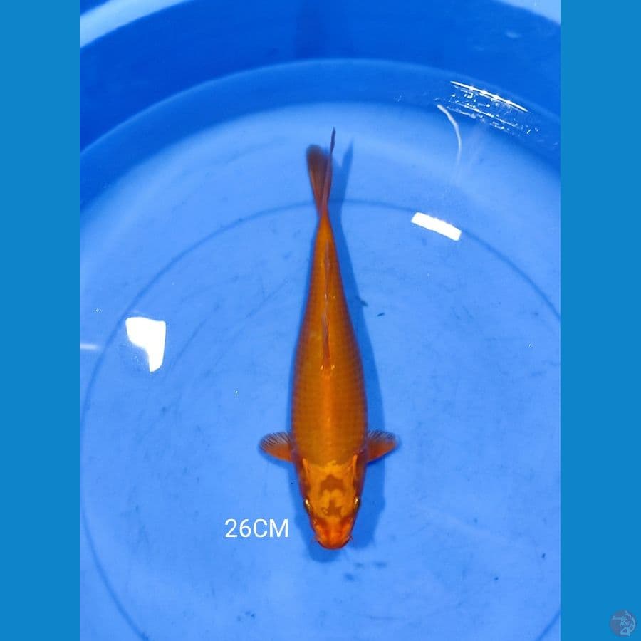 Ogon 26CM