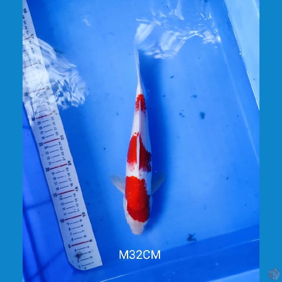 step 3 kohaku 32CM