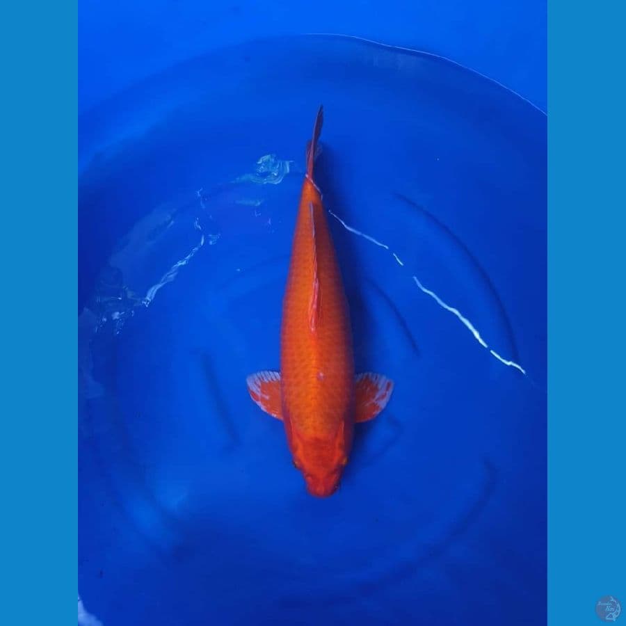 Orenji jumbo 53cm male