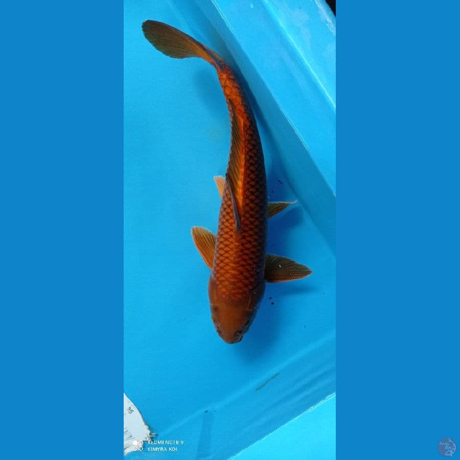 cagoi 46cm