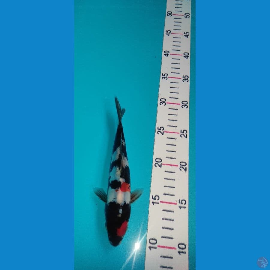 mini showa doitsu 19cm