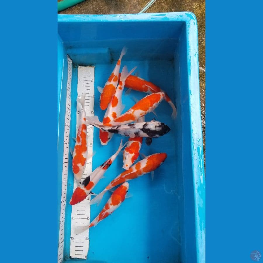paket mix kohaku