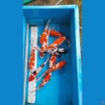paket mix kohaku