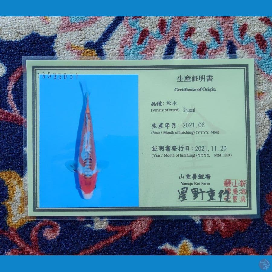 Koi Import Jepang Shusui 30cm (Sertifikat Yamaju)