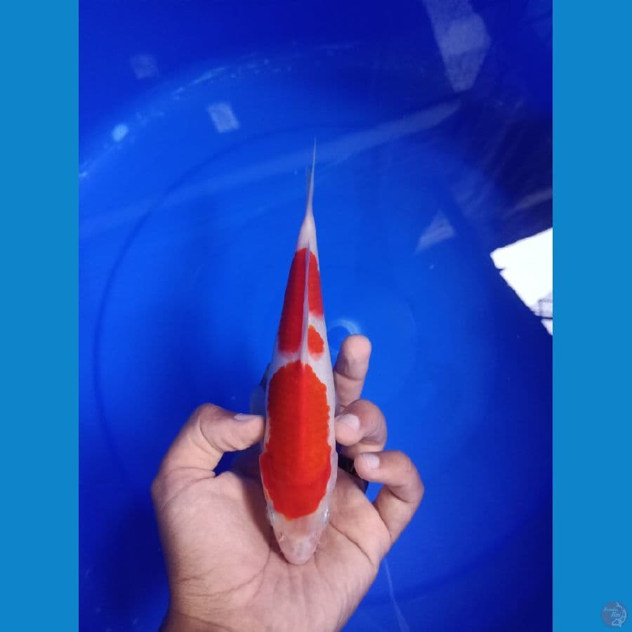 SQ Kohaku 21cm