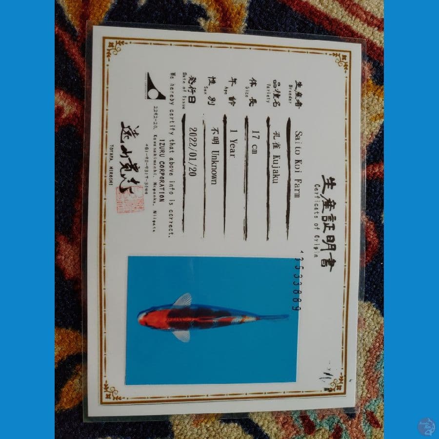 Koi Import Jepang Kujaku 30cm (Sertifikat Saito) SQ