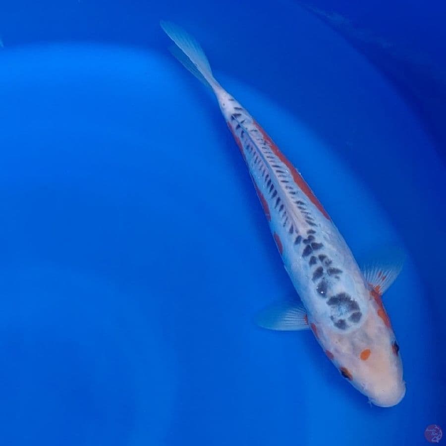Koi Import Jepang Shusui 33cm (Sertifikat Yamaju) HQ