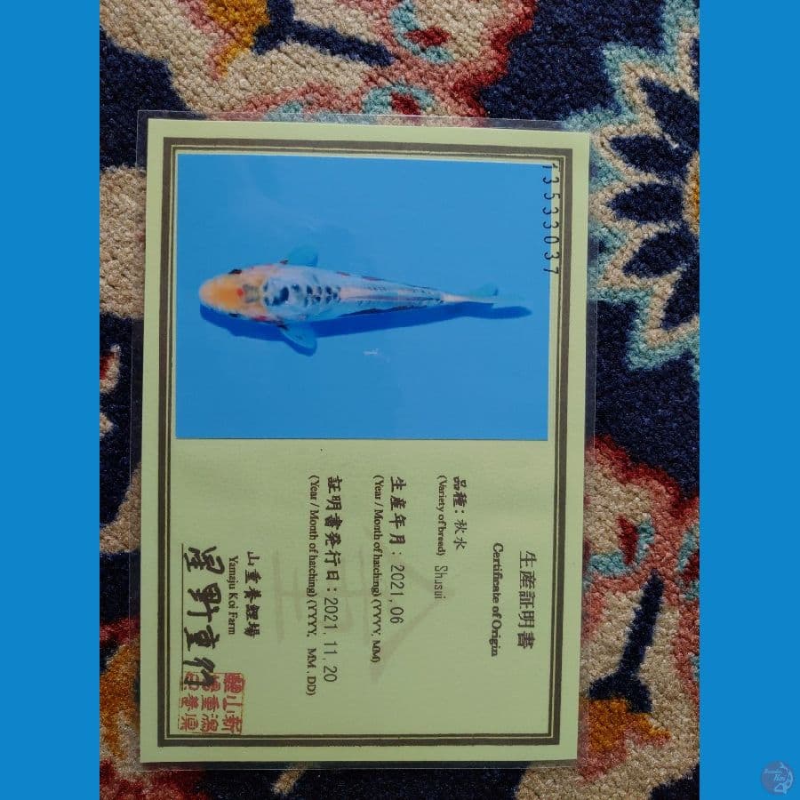 Koi Import Jepang Shusui 33cm (Sertifikat Yamaju) HQ