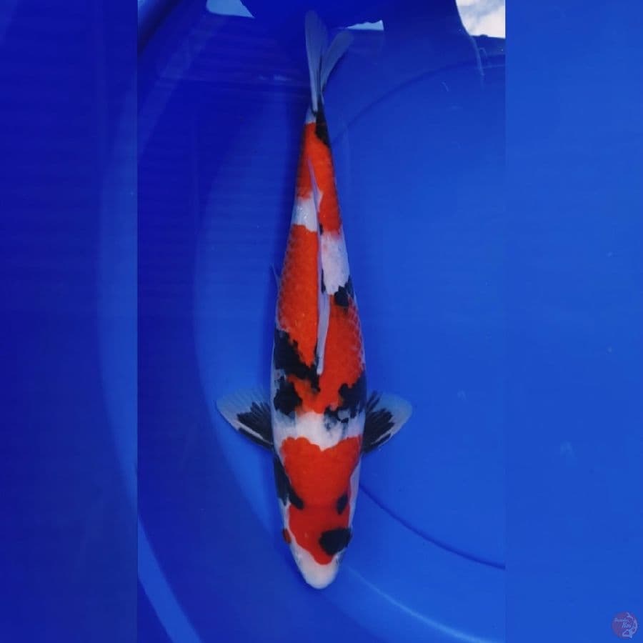 Showa sanshoku HQ 40BU Male