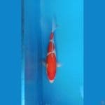kohaku 34