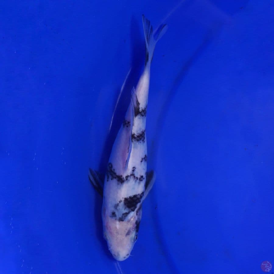 Shiro 20BU