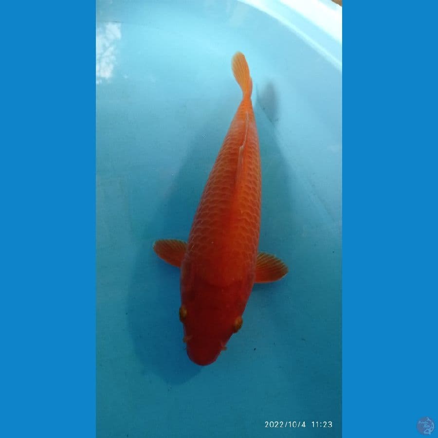 MANGO CORN 37 CM