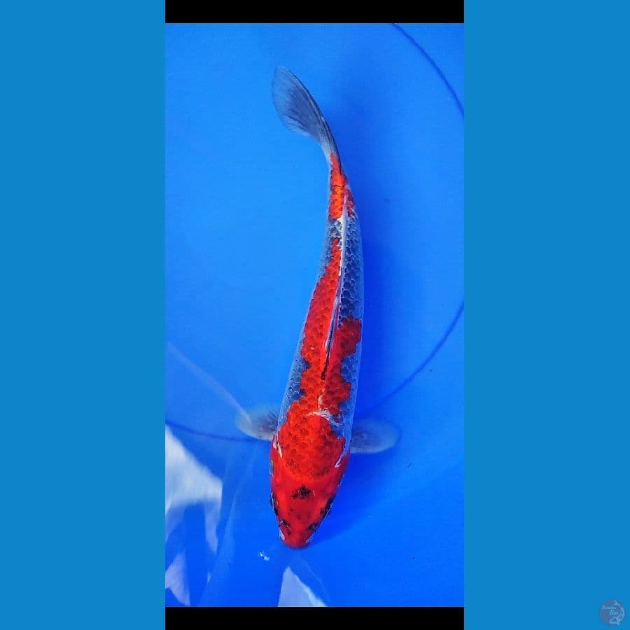 GHOSIKI STRONG JANTAN 35 CM
