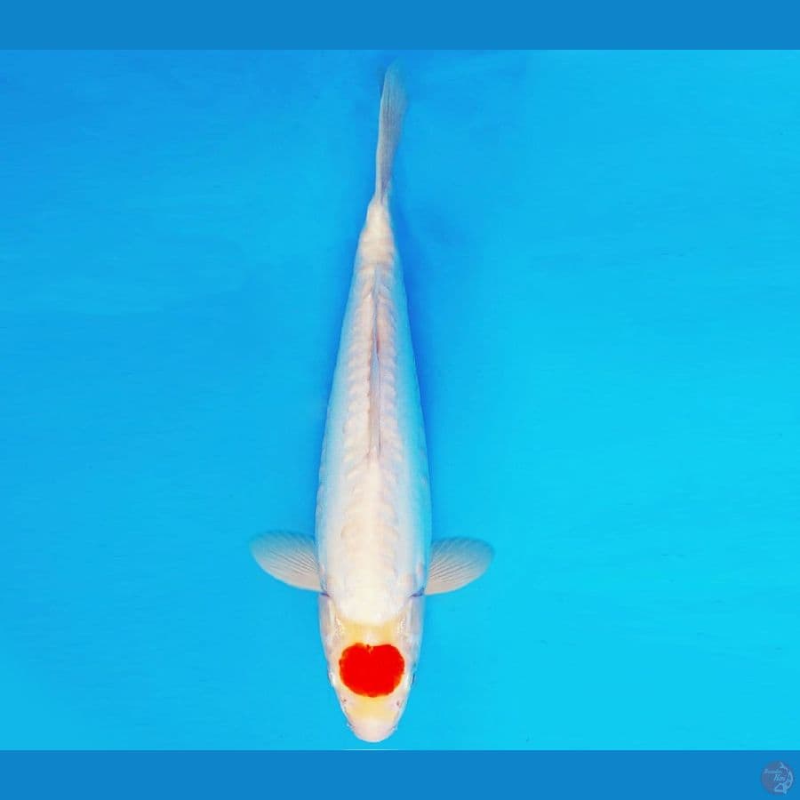KIRIN 9 - TANCHO DOITSU 36 cm/male ®