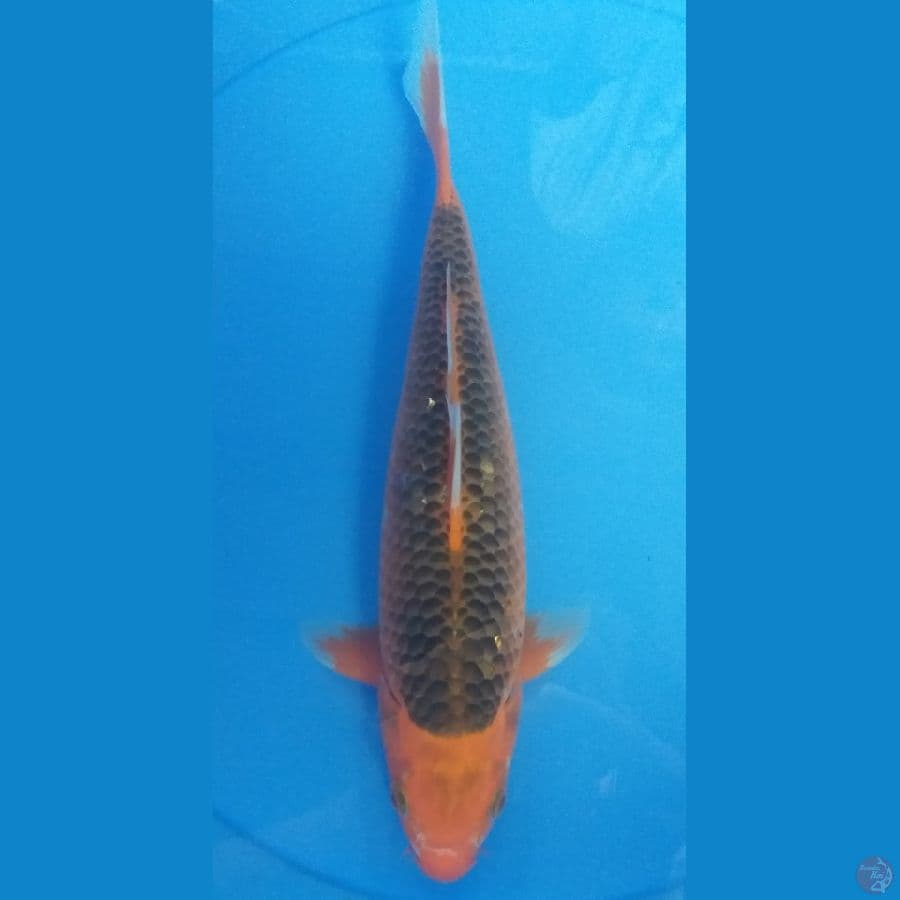 Kin Matsuba 29cm/Unknown