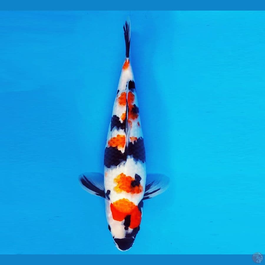 KIRIN 11 - SHOWA 35 cm/fm ®