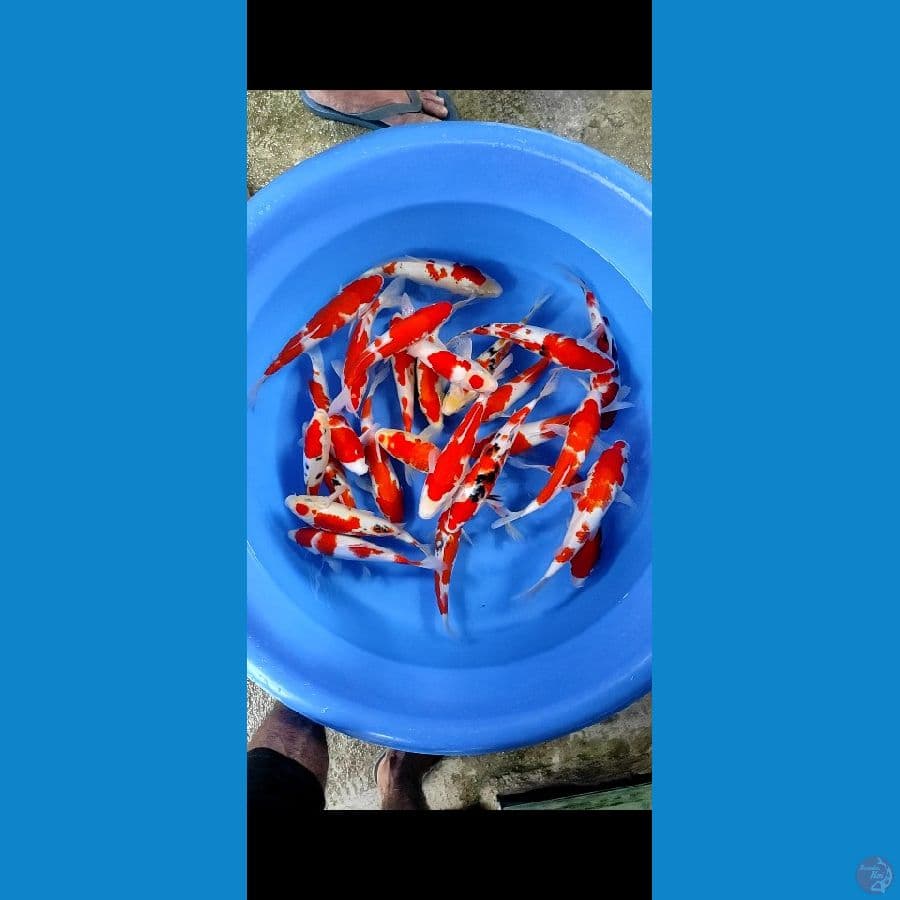 Paket kohaku sanke original {25ekor 25-30cm}