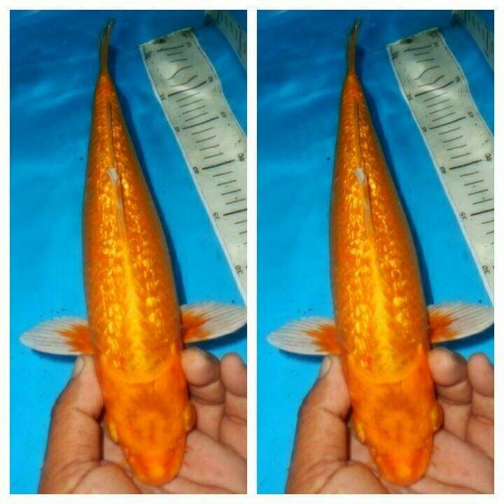 Kuning gading ginrin