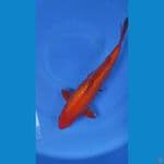 red karashi gindrin male 32up