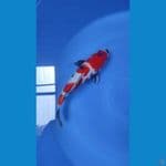 kindai showa male 30cm