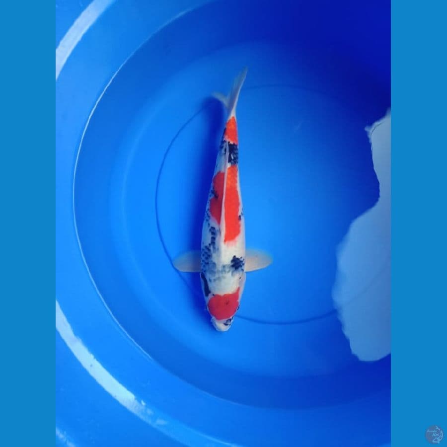 Showa 35 cm Male