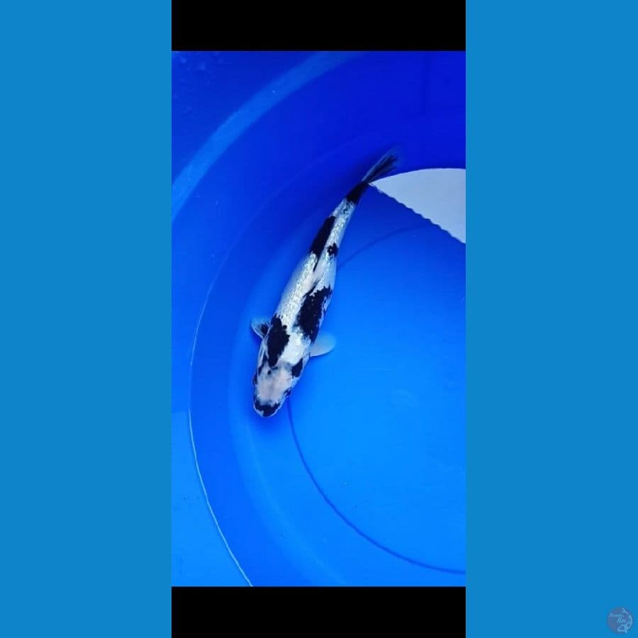 Shiro ginrin 31 cm Fimale