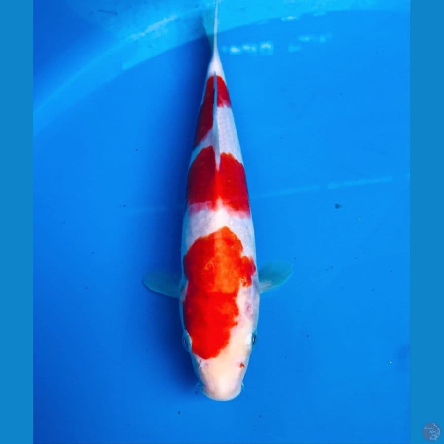 kohaku 23cm